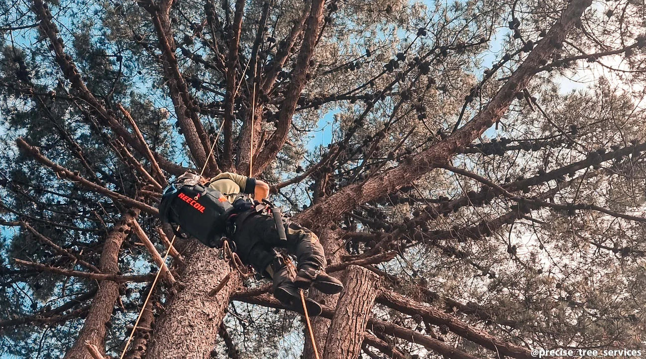 News - Petzl Tree removal: how to dismantle a tree - Petzl USA